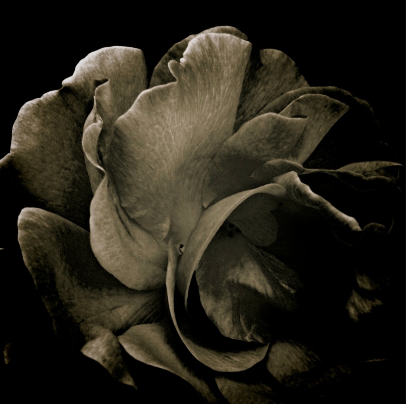 Flower Black and white photography